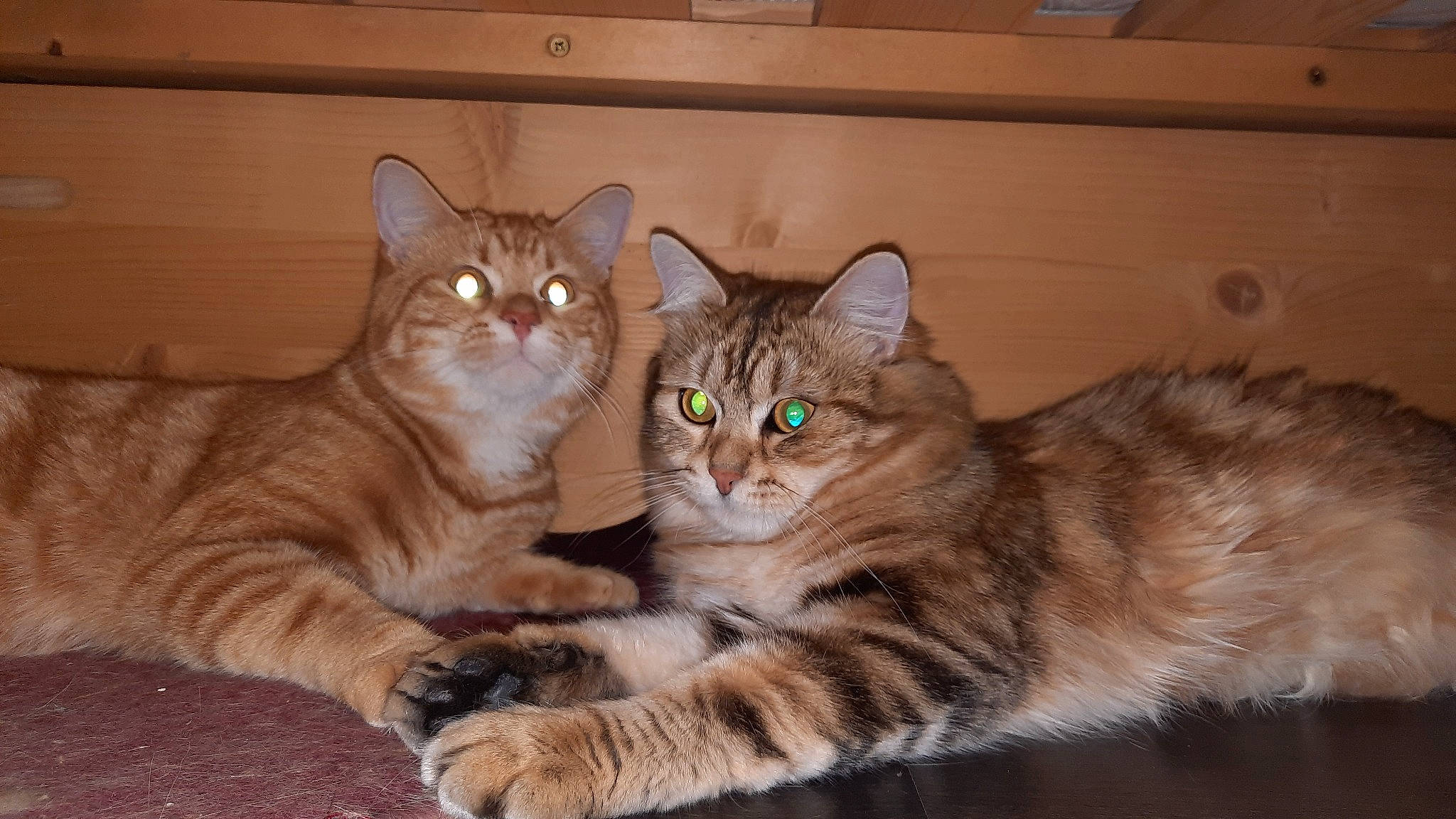 Toby participe au concours pour gagner de l'argent avec cette photo : carnivore, cat, claw, comfort, domestic_short_haired_cat, fawn, felidae, fur, hardwood, paw, sitting, small_to_medium_sized_cats, snout, tail, terrestrial_animal, whiskers, wildlife, window, wood