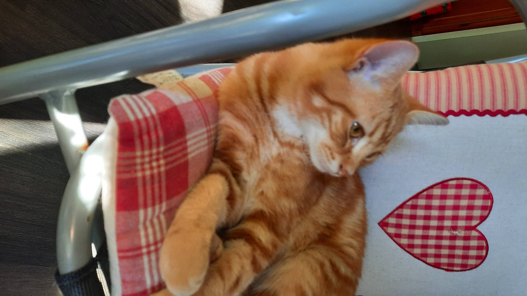 Toby participe au concours pour gagner de l'argent avec cette photo : carnivore, cat, claw, comfort, domestic_short_haired_cat, fawn, felidae, fur, pattern, paw, plaid, small_to_medium_sized_cats, snout, tail, tartan, whiskers