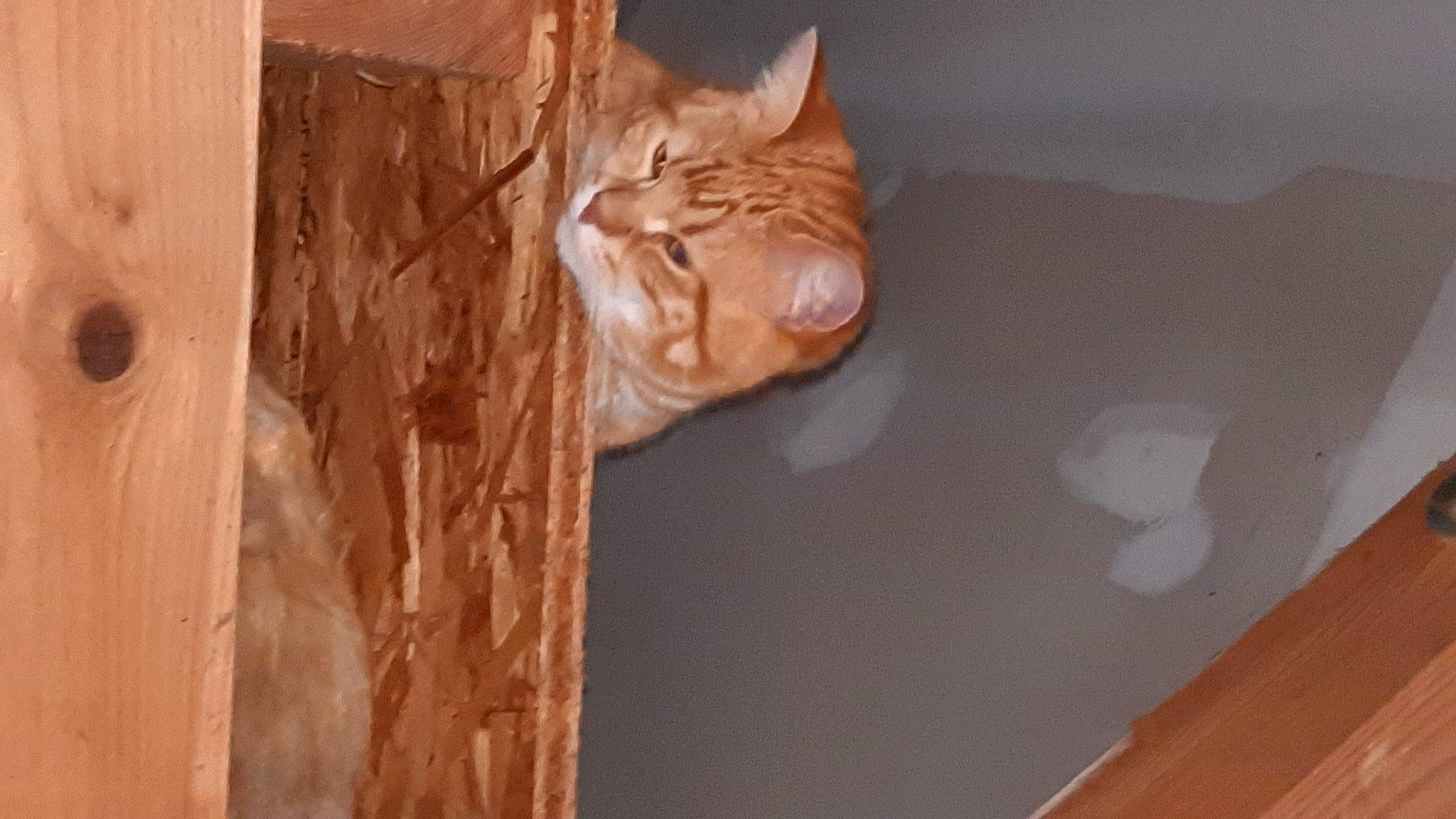 Toby participe au concours pour gagner de l'argent avec cette photo : brown, carnivore, cat, ceiling, domestic_short_haired_cat, fawn, felidae, floor, flooring, hardwood, pattern, plaster, plywood, small_to_medium_sized_cats, tail, varnish, whiskers, window, wood, wood_stain