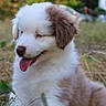 puppy, dog, grass, outdoor, animal, cute, fluffy, tongue_out, young_dog, nature, pet, sitting, brown_and_white, playful, curious, fur, canine, small_dog, field, daylight