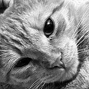 Jake is registered to the contest to win money with this photo: animal, black_and_white, cat, close_up, cute, domestic_animal, expression, eyes, face, feline, fur, macro, muzzle, nose, pet, portrait, soft, tabby, texture, whiskers