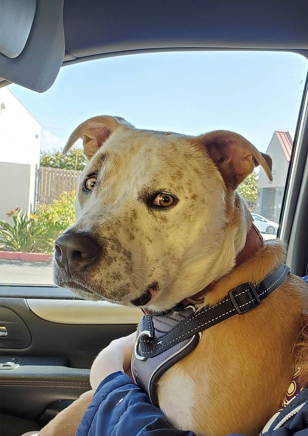 Bambam is registered to the contest to win money with this photo: automotive_mirror, canidae, car, carnivore, collar, companion_dog, dog, dog_breed, dog_collar, fawn, plant, rear_view_mirror, sky, snout, sporting_group, vehicle, whiskers, windscreen_wiper, windshield, working_animal