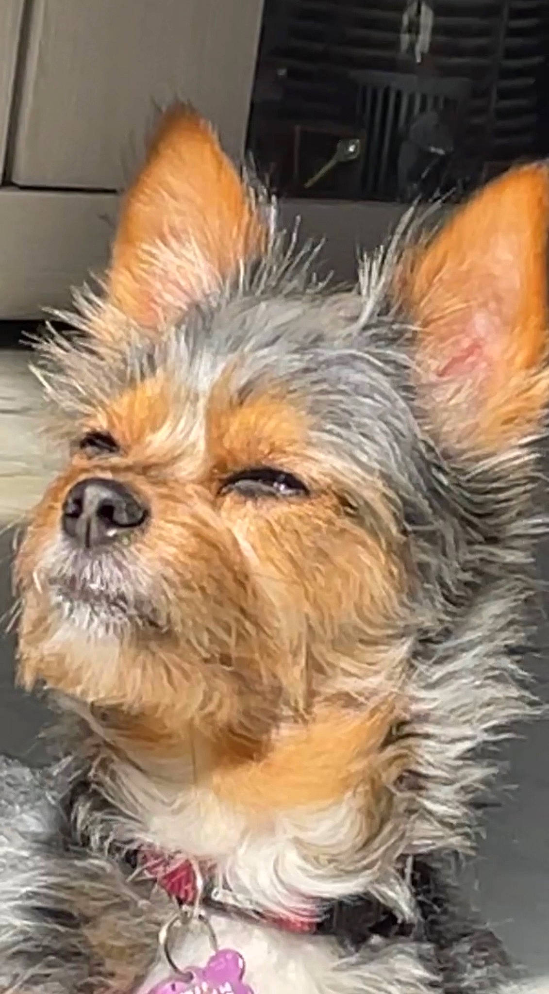 Laïa participe au concours pour gagner de l'argent avec cette photo : australian_terrier, biewer_terrier, canidae, carnivore, companion_dog, dog, dog_breed, fawn, fur, liver, small_terrier, snout, sporting_group, terrier, toy_dog, water_dog, whiskers, working_animal, yorkipoo, yorkshire_terrier