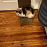 Loaf is registered to the contest to win money with this photo: cat, calico, indoor, wooden_floor, scratcher_pad, door, closed_door, furniture, striped_fabric, flooring, pet, animal, resting, cozy, calm, home, domestic, feline, quiet, floor