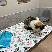 Loaf joined the competition — help win amazing prizes! cat, table, towel, heart_pattern, paw_print_pattern, indoor, chair, wall, picture_frame, floor, fur, pet, animal, mammal, resting, colorful, patterned, cozy, domestic, quiet