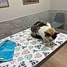 cat, table, towel, heart_pattern, paw_print_pattern, indoor, chair, wall, picture_frame, floor, fur, pet, animal, mammal, resting, colorful, patterned, cozy, domestic, quiet
