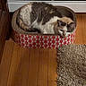 Loaf is registered to the contest to win money with this photo: cat, cat_bed, feline, pet, indoor, wooden_floor, rug, resting, cozy, domestic_animal, fur, sleepy, bed, pattern, home, animal, mammal, relaxing, quiet, comfort