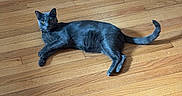 Diesel is registered to the contest to win money with this photo: cat, gray_cat, pet, indoor, wooden_floor, flooring, animal, feline, relaxed, lying_down, collar, curious, domestic_animal, home, floor_rug, resting, whiskers, tail, ears, eyes