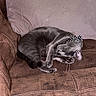 Diesel joined the competition — help win amazing prizes! cat, gray_cat, sleeping, bow_tie, couch, brown_couch, pet, domestic_cat, feline, indoor, resting, cozy, cute, animal, whiskers, paw, relaxed, fur, nap, soft