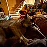 Diesel is registered to the contest to win money with this photo: cat, plush_toys, couch, indoor, stairs, table, blanket, home, living_room, animal, pet, cozy, furniture, soft_toys, relaxing, domestic, comfort, decor, warm_lighting, snuggling