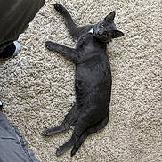 Diesel is registered to the contest to win money with this photo: cat, gray_cat, indoor, carpet, pet, animal, yellow_eyes, white_patch, relaxed, lying_down, feline, curious, soft_texture, home, floor, paw, collar, domestic_animal, cozy, casual