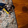 Twinkle joined the competition — help win amazing prizes! dog, pet, small_dog, outfit, clothing, yellow, blue, indoor, rug, patterned_rug, wooden_floor, shadow, looking_up, curious, animal, companion, flooring, home, cute, fur