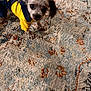 dog, small_dog, pet_clothing, yellow_sweater, indoor, carpet, patterned_rug, curious, standing, fur, ears, animal, companion, cute, domestic_animal, household, floor, looking_at_camera, blurry, cozy