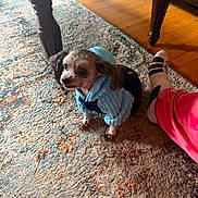 Twinkle is registered to the contest to win money with this photo: dog, clothing, hoodie, small_dog, carpet, rug, floor, wooden_floor, table_leg, person_leg, sock, pink_pants, indoor, pet, animal, cute, cozy, home, furniture, resting