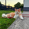 Rocket a rejoint le concours — aidez-le/la à gagner de superbes lots ! animal, backyard, cat, concrete, daylight, fence, fluffy_cat, grass, greenery, leash, nature, orange_cat, outdoor, pet, quiet, relaxed, resting, sidewalk, sunset, white_cat