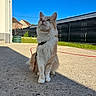 Rocket a rejoint le concours — aidez-le/la à gagner de superbes lots ! animal, background, blue_sky, cat, concrete, curious, daytime, ear, fence, fluffy, grass, house, leash, outdoor, pet, shadow, sitting, sky, sunlight, whiskers
