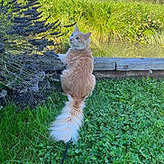 Rocket a rejoint le concours — aidez-le/la à gagner de superbes lots ! animal, blue_sky, cat, curious, feline, flowers, fluffy_tail, garden, grass, greenery, leaves, nature, orange_cat, outdoor, pet, plants, pond, purple_flowers, sunny_day, wooden_ledge
