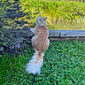 animal, blue_sky, cat, curious, feline, flowers, fluffy_tail, garden, grass, greenery, leaves, nature, orange_cat, outdoor, pet, plants, pond, purple_flowers, sunny_day, wooden_ledge
