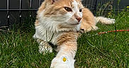 Rocket a rejoint le concours — aidez-le/la à gagner de superbes lots ! animal, cat, close_up, daisy, fence, flower, fur, grass, greenery, mammal, nature, orange_cat, outdoor, paw, pet, relaxing, resting, sunlight, whiskers, white_cat