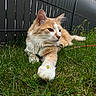 animal, cat, close_up, daisy, fence, flower, fur, grass, greenery, mammal, nature, orange_cat, outdoor, paw, pet, relaxing, resting, sunlight, whiskers, white_cat