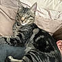 cat, tabby, sleeping, pet, indoor, bed, blanket, person, shoulder, fur, striped, cozy, resting, closeup, comfort, animal, domestic, cute, relaxed, nap