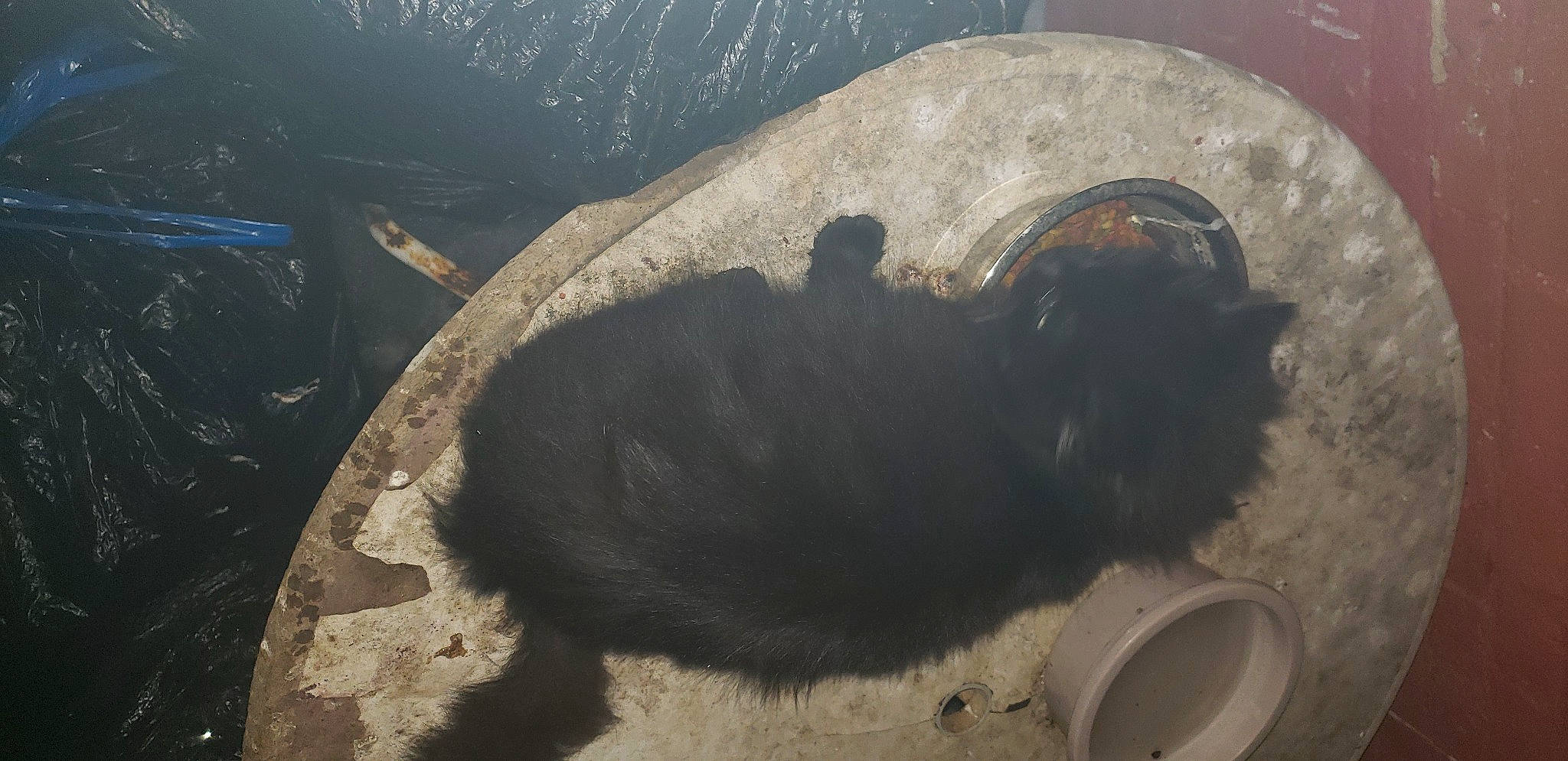 Star Luna is registered to the contest to win money with this photo: asphalt, automotive_tire, automotive_wheel_system, bovine, canidae, concrete, dog_breed, fur, gas, household_supply, livestock, mammal, pet_supply, plumbing, soil, sporting_group, tail, terrestrial_animal, vertebrate, working_animal