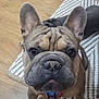 dog, french_bulldog, pet, animal, indoor, floor, wood_floor, curious, ears, close_up, brown_dog, canine, companion, looking_up, cute, domestic_animal, snout, collar, paw, portrait