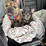 dog, french_bulldog, puppy, pet, car_interior, dog_bed, harness, animal, cute, two_dogs, seated, looking, cozy, rainbow_pattern, transportation, leather_seat, domestic_animal, companion, pet_accessory, road_trip