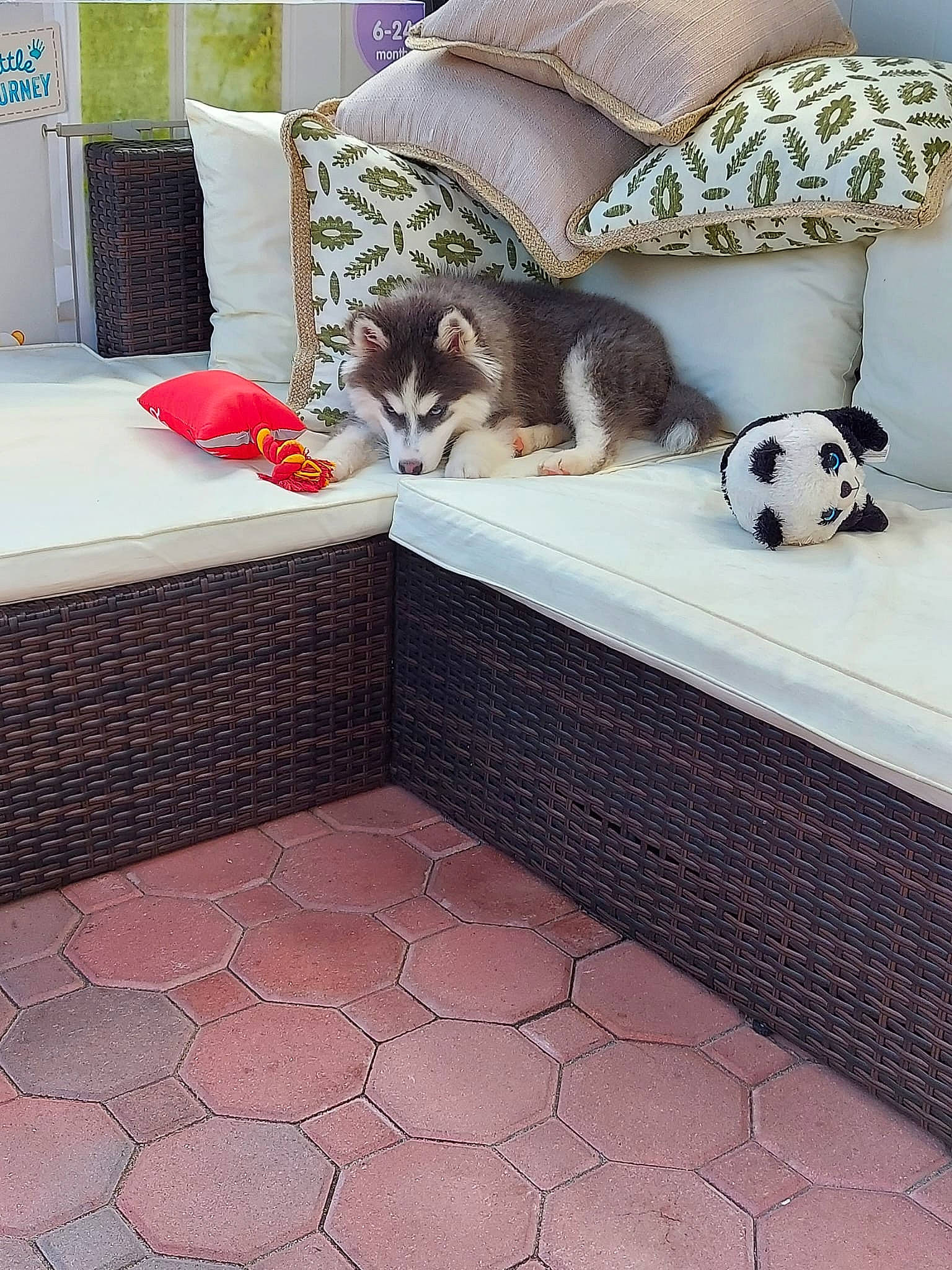 Kodi is registered to the contest to win money with this photo: bedding, carnivore, comfort, companion_dog, couch, felidae, floor, flooring, football, interior_design, linens, living_room, mammal, pattern, rectangle, room, small_to_medium_sized_cats, stuffed_toy, toy, white