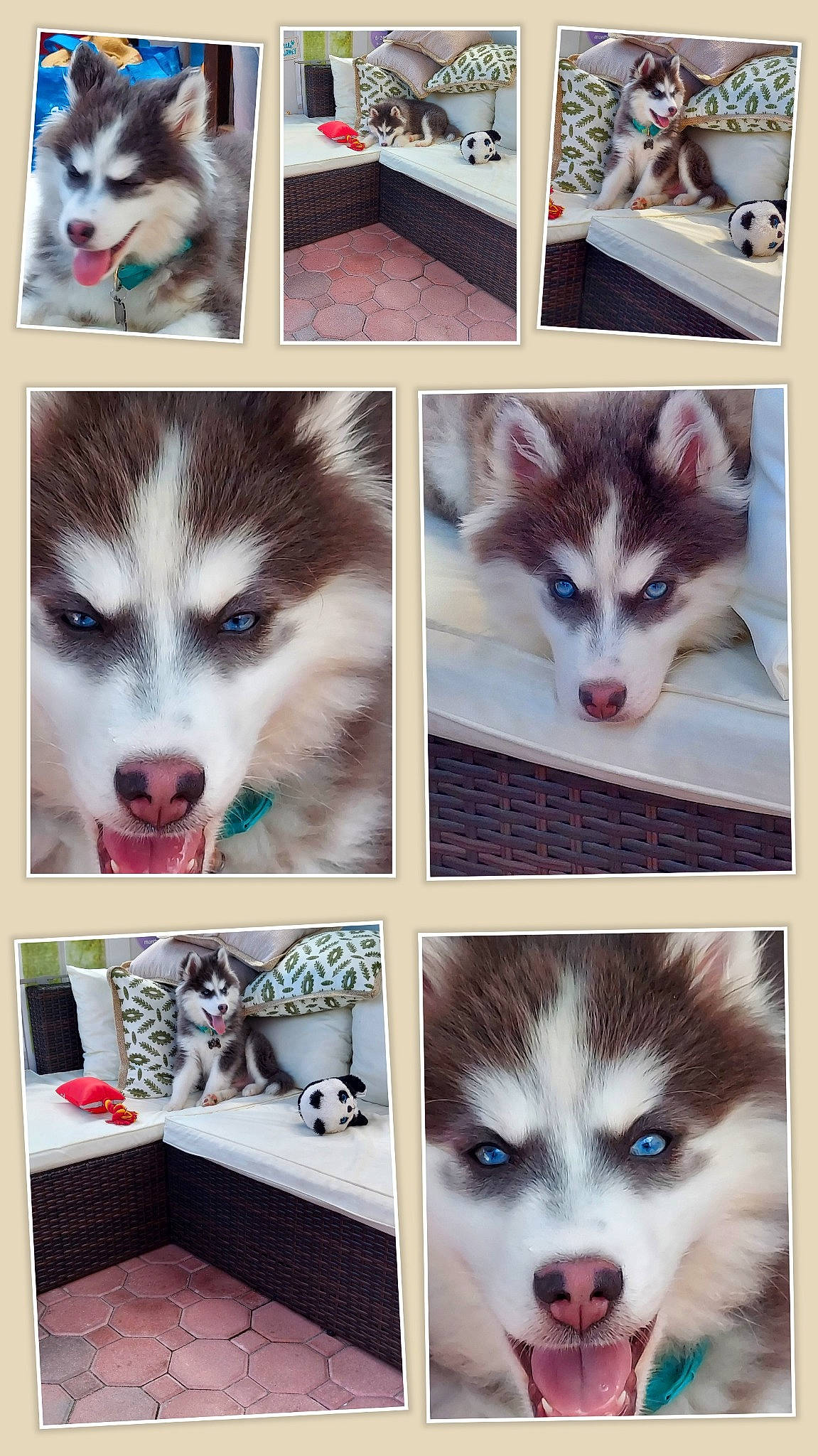 Kodi joined the competition — help win amazing prizes! art, beauty, carnivore, companion_dog, dog, dog_breed, eyelash, font, fur, jaw, organ, photo_caption, photograph, rectangle, sled_dog, snapshot, snout, vertebrate, whiskers, white