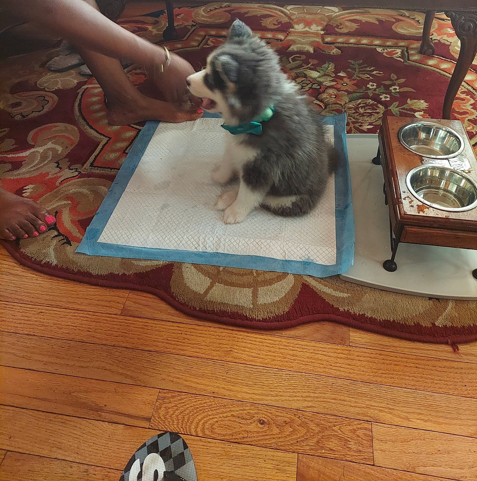 Kodi is registered to the contest to win money with this photo: blue, canidae, carnivore, companion_dog, dog_breed, fawn, felidae, floor, flooring, fur, grey, hardwood, small_to_medium_sized_cats, table, tail, varnish, whiskers, wood, wood_flooring, wood_stain