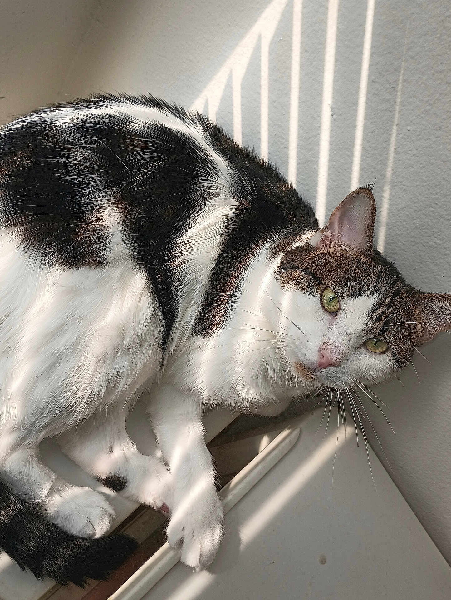Gizmo is registered to the contest to win money with this photo: cat, animal, pet, feline, white, black, green_eyes, sunlight, shadow, indoor, relaxed, curious, whiskers, fur, paw, window_blinds, wall, closeup, domestic_cat, cute