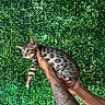 kitten, cat, animal, pet, spotted_fur, striped_legs, blue_eyes, whiskers, ears, face, person, hands, tattoo, holding, outdoor, greenery, leaves, mesh, portrait, cute