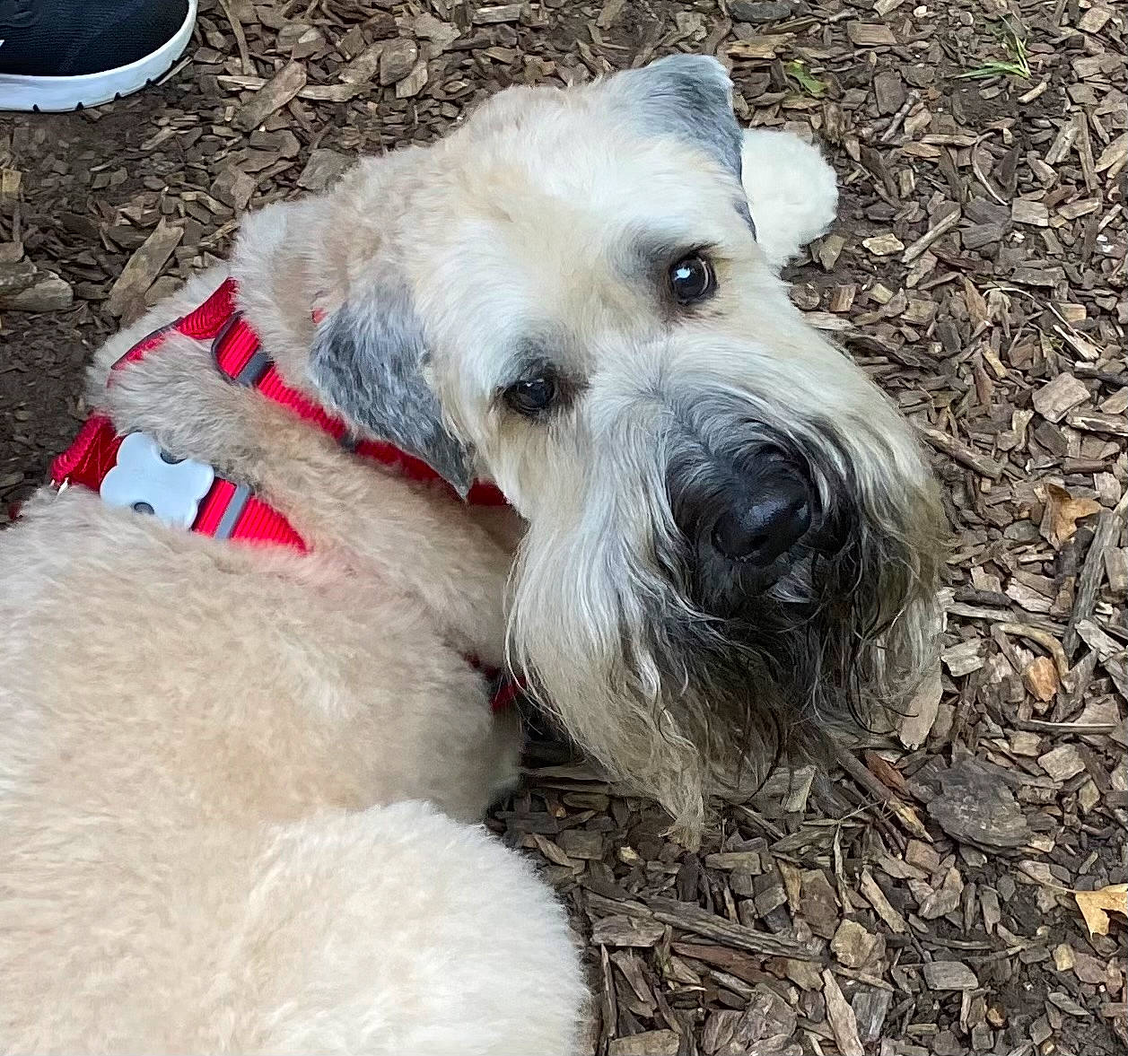 Winston Alexander joined the competition — help win amazing prizes! canidae, carnivore, collar, companion_dog, dog, dog_breed, dog_clothes, dog_collar, dog_supply, event, fawn, fur, leash, pet_supply, small_terrier, snout, sporting_group, terrier, wire_hair_fox_terrier, working_animal