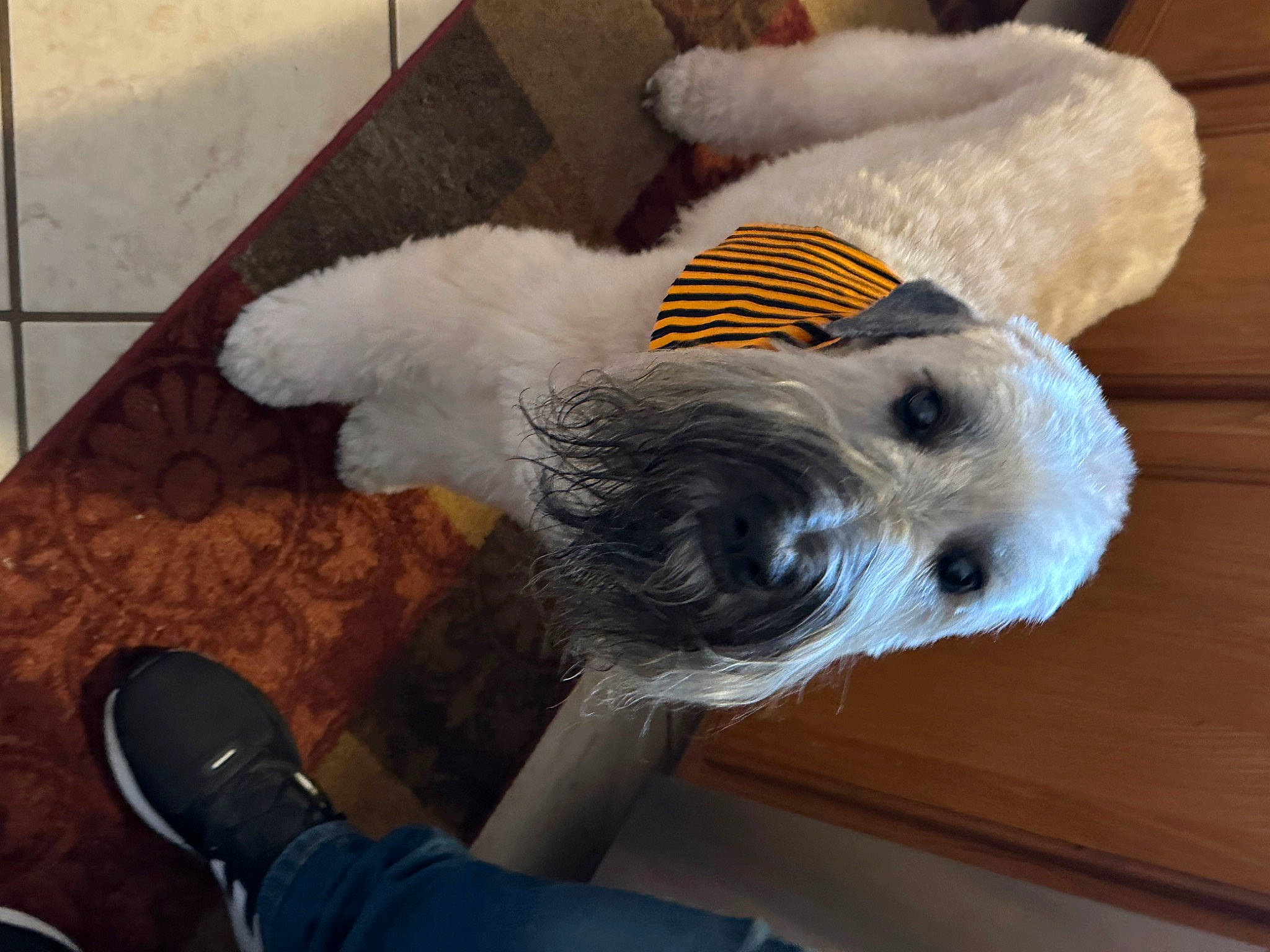 Winston Alexander joined the competition — help win amazing prizes! canidae, carnivore, cockatoo, companion_dog, dog, dog_breed, dog_clothes, fawn, feather, felidae, flooring, fur, hardwood, mammal, snout, tail, walking_shoe, whiskers, wood, working_animal