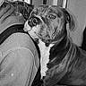 animal, black_and_white, casual, close_up, comfort, companion, couch, dog, expression, friendship, furniture, home, indoor, intimate, nostalgic, person, pet, portrait, resting, shoulder