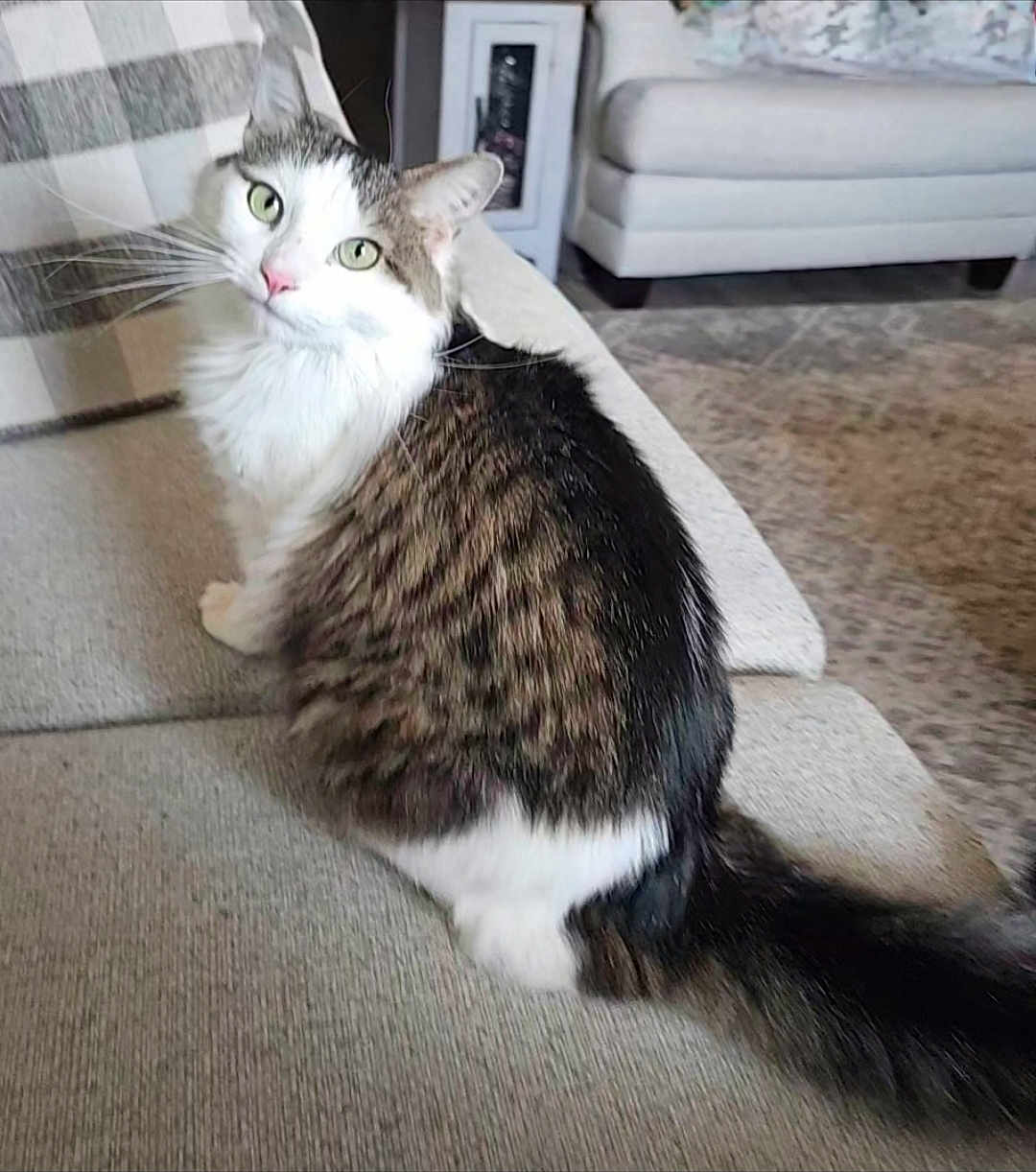 Miss Kitty