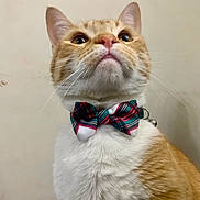 Dorito joined the competition — help win amazing prizes! cat, orange_cat, white_fur, bow_tie, pet, indoor, close_up, portrait, whiskers, domestic_cat, feline, cute, looking_up, collar, fluffy, alert, animal, mammal, single_animal, fancy