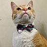 cat, orange_cat, white_fur, bow_tie, pet, indoor, close_up, portrait, whiskers, domestic_cat, feline, cute, looking_up, collar, fluffy, alert, animal, mammal, single_animal, fancy