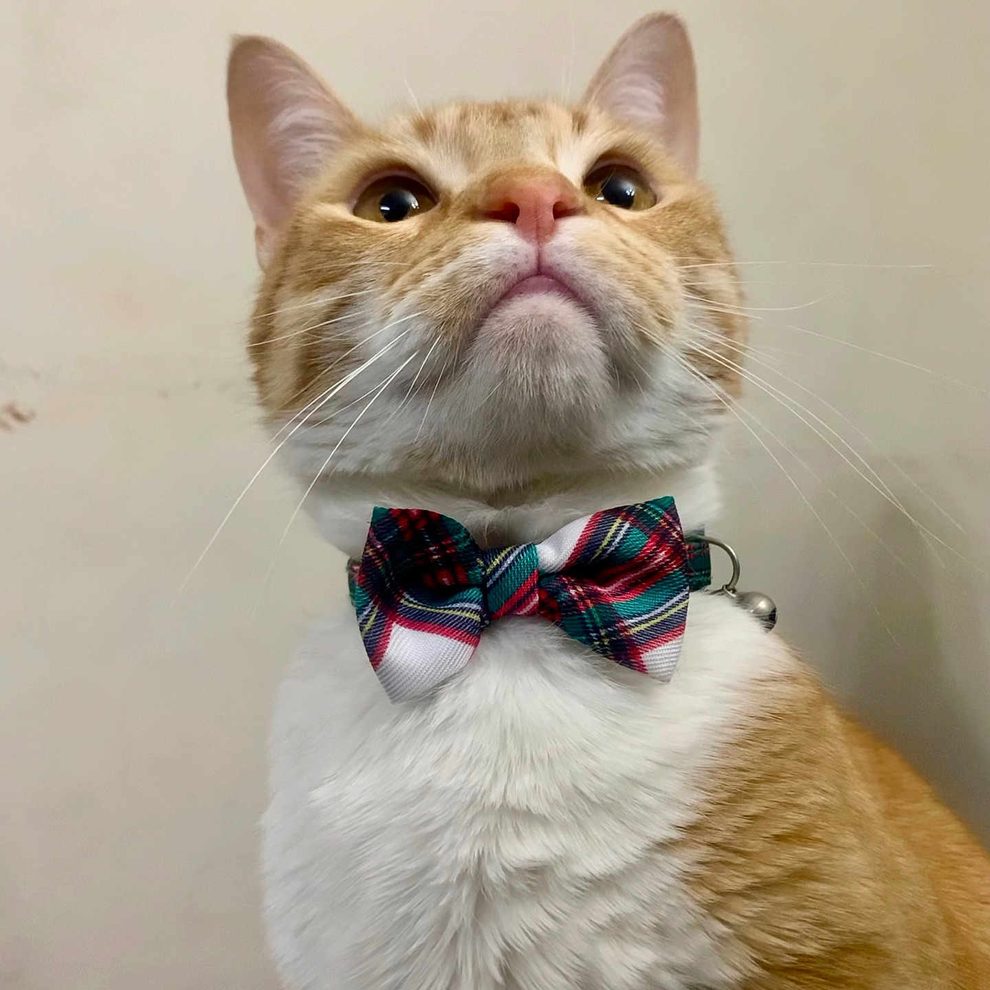 Dorito