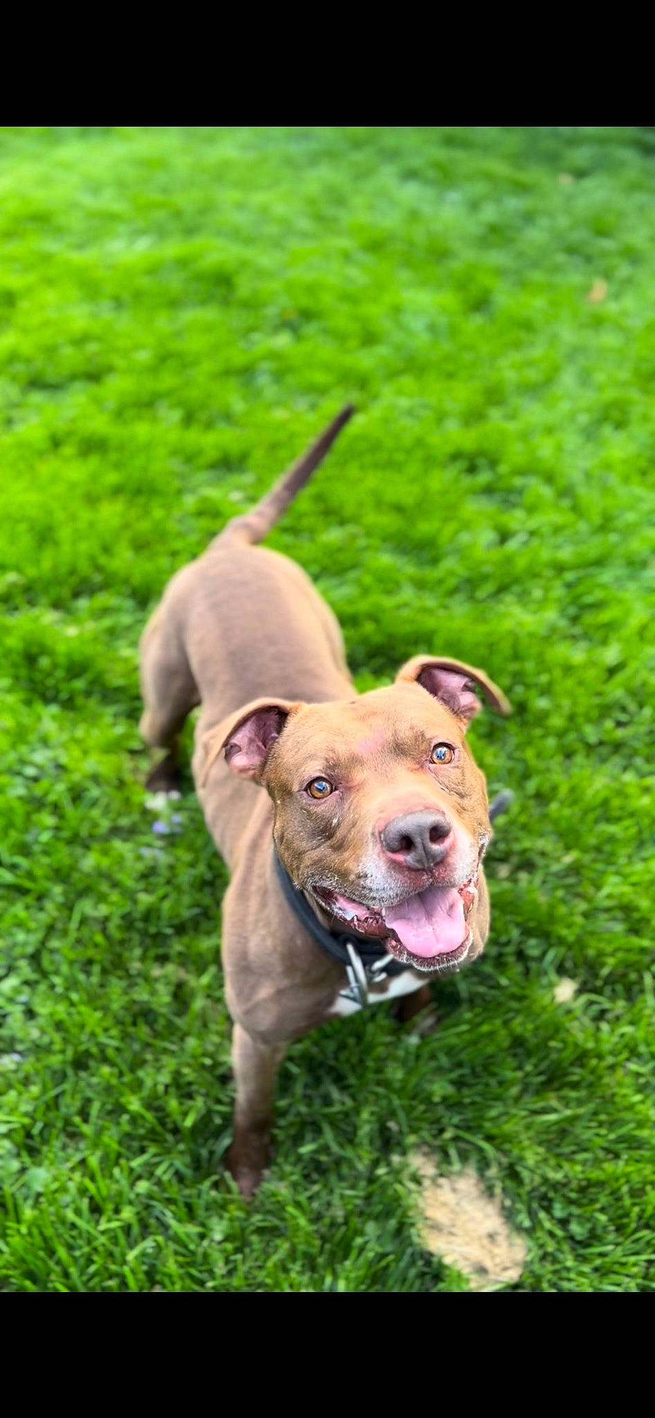 Choco is registered to the contest to win money with this photo: canidae, carnivore, collar, companion_dog, dog, dog_breed, dog_collar, dog_supply, fawn, grass, groundcover, guard_dog, leash, liver, plant, snout, sporting_group, tail, terrestrial_animal, working_animal