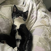 Leo joined the competition — help win amazing prizes! cat, kitten, tuxedo_cat, black_and_white, sleepy, closed_eyes, sitting, whiskers, ears, fur, white_chest, white_paws, pet, bed, blanket, bedding, indoors, cozy, portrait, cute