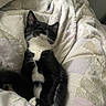 cat, kitten, tuxedo_cat, black_and_white, sleepy, closed_eyes, sitting, whiskers, ears, fur, white_chest, white_paws, pet, bed, blanket, bedding, indoors, cozy, portrait, cute