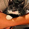 Leo joined the competition — help win amazing prizes! cat, kitten, tuxedo_cat, black_and_white, pet, animal, whiskers, blue_eyes, green_eyes, paw, fluffy, cute, cozy, blanket, indoor, close_up, portrait, sitting, curious, adorable