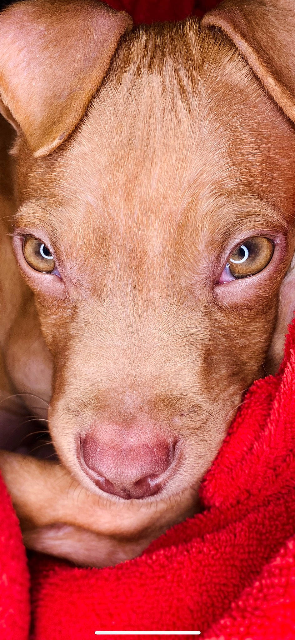 Milo is registered to the contest to win money with this photo: canidae, carnivore, companion_dog, dog, dog_breed, ear, fawn, fur, gun_dog, hunting_dog, liver, non_sporting_group, pointing_breed, snout, sporting_group, terrestrial_animal, whiskers, working_animal, wrinkle