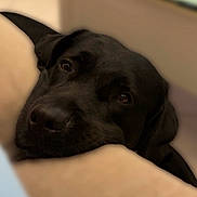 Ayko participe au concours pour gagner de l'argent avec cette photo : dog, black_dog, pet, indoor, close_up, resting, head, face, canine, animal, brown_eyes, fur, nosed, looking_up, soft_focus, cozy, living_room, table, floor, relaxed