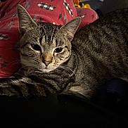 Gravy joined the competition — help win amazing prizes! cat, tabby_cat, animal, pet, feline, pajamas, clothing, red, pattern, indoor, cozy, lap, resting, whiskers, ears, fur, cute, domestic, relaxing, closeup