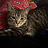 cat, tabby_cat, animal, pet, feline, pajamas, clothing, red, pattern, indoor, cozy, lap, resting, whiskers, ears, fur, cute, domestic, relaxing, closeup