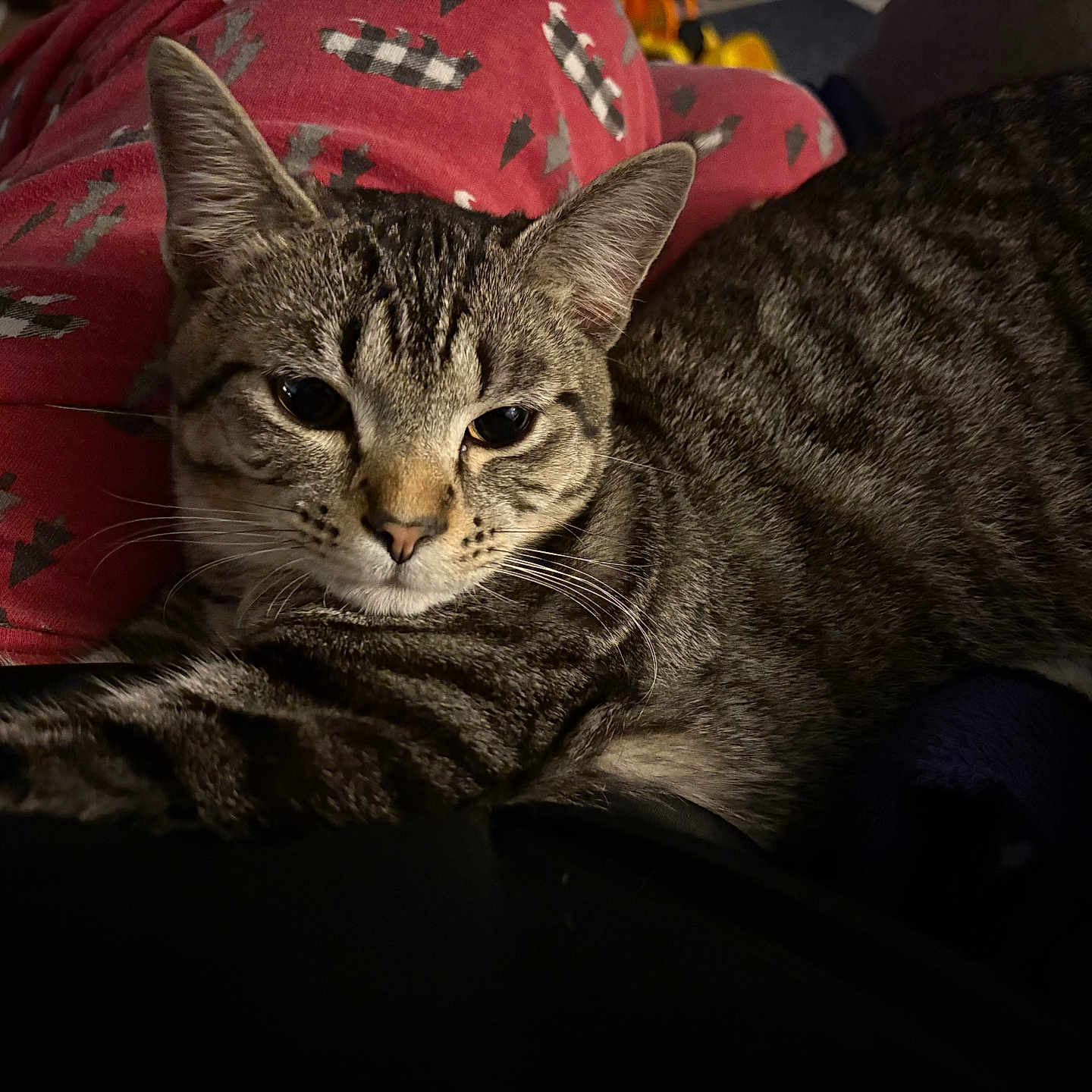 Gravy joined the competition — help win amazing prizes! cat, tabby_cat, animal, pet, feline, pajamas, clothing, red, pattern, indoor, cozy, lap, resting, whiskers, ears, fur, cute, domestic, relaxing, closeup