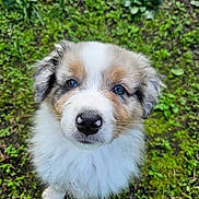 Vince participe au concours pour gagner de l'argent avec cette photo : animal, ball, canine, cockerspaniel, collie, dog, eskimodog, face, football, grass, green, lawn, papillon, pet, plant, puppy, soccer, soccerball, sport, whitedog